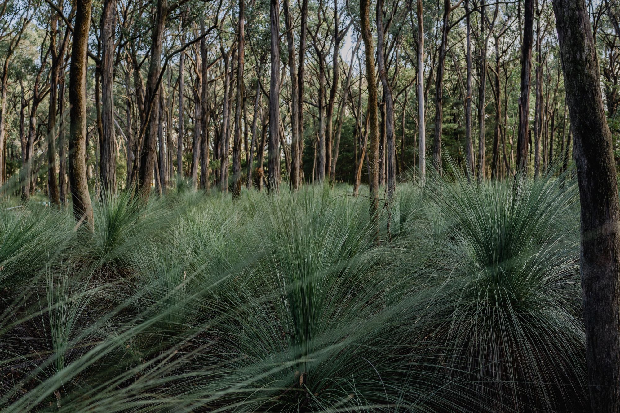 Generic image of bushland in Ballarat