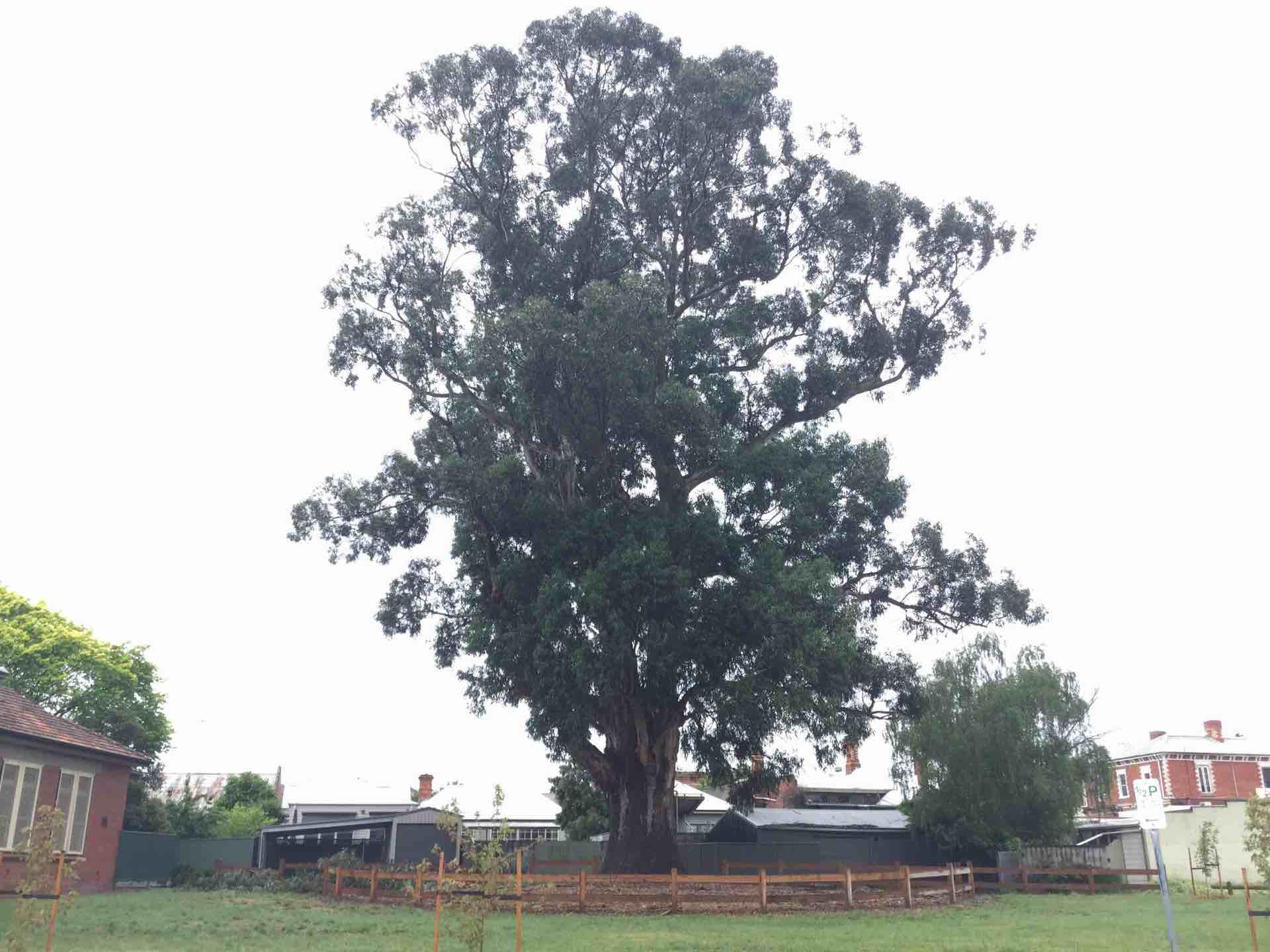 An exceptional tree from the exceptional tree register