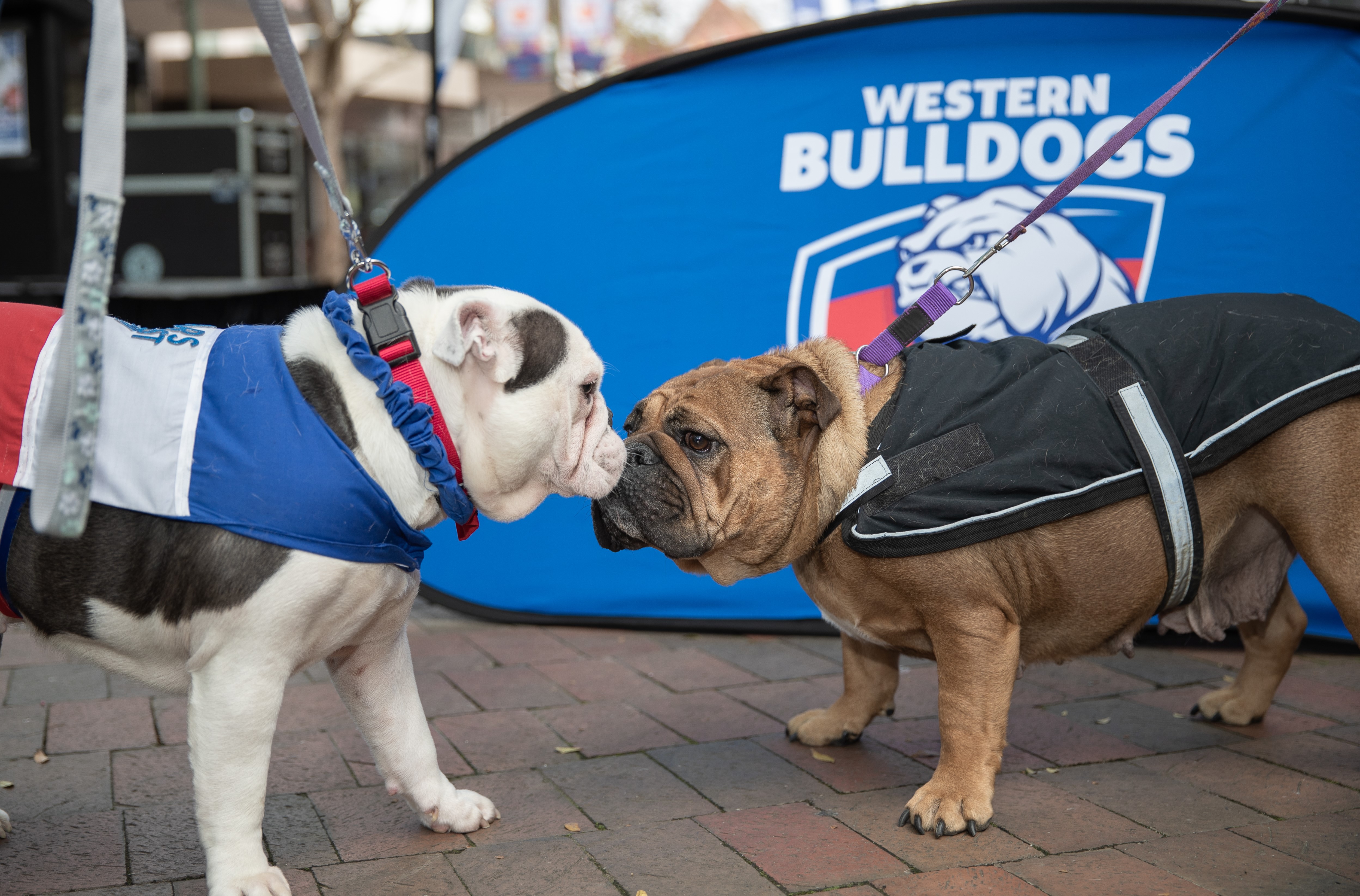 bulldogs