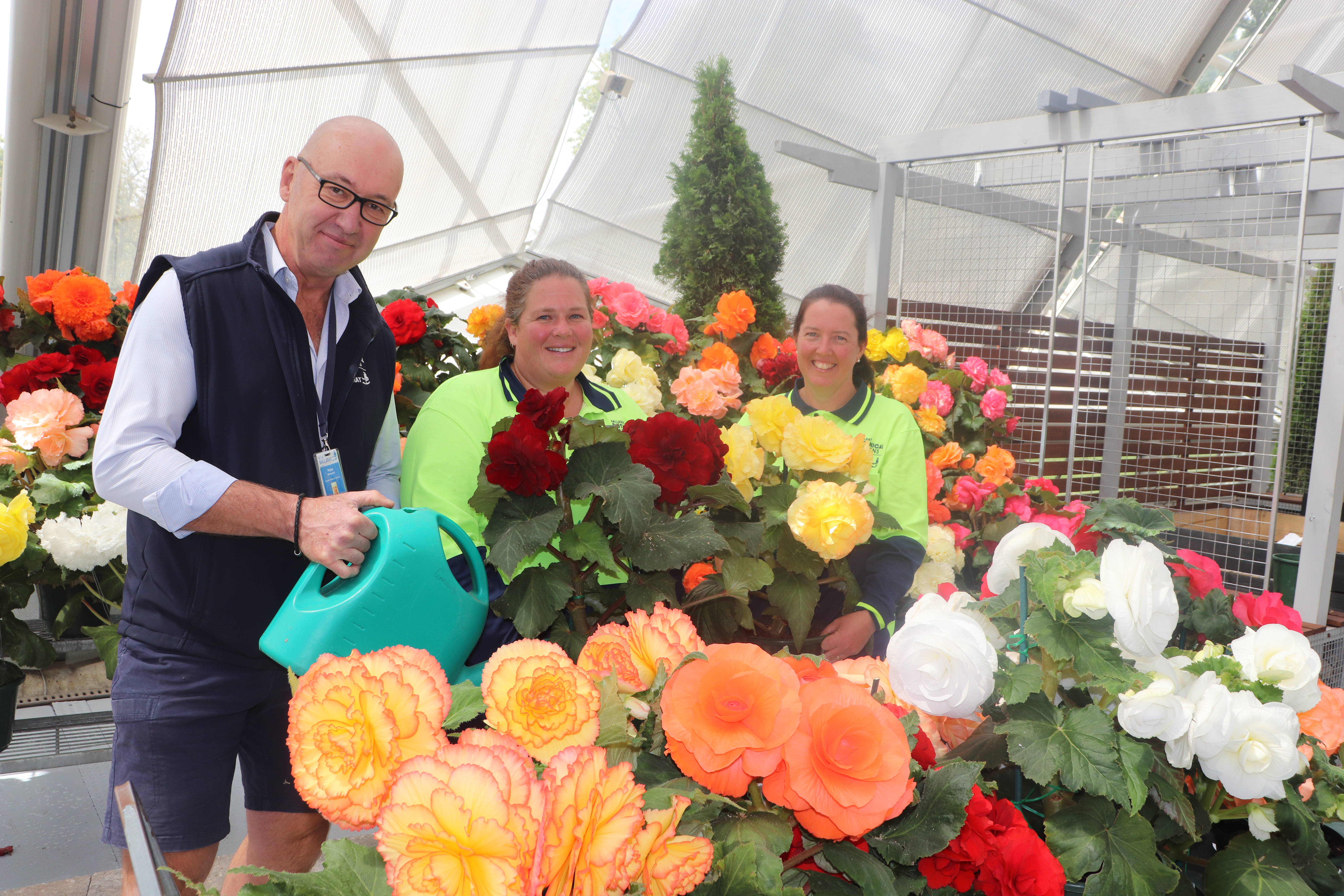 Begonia Display