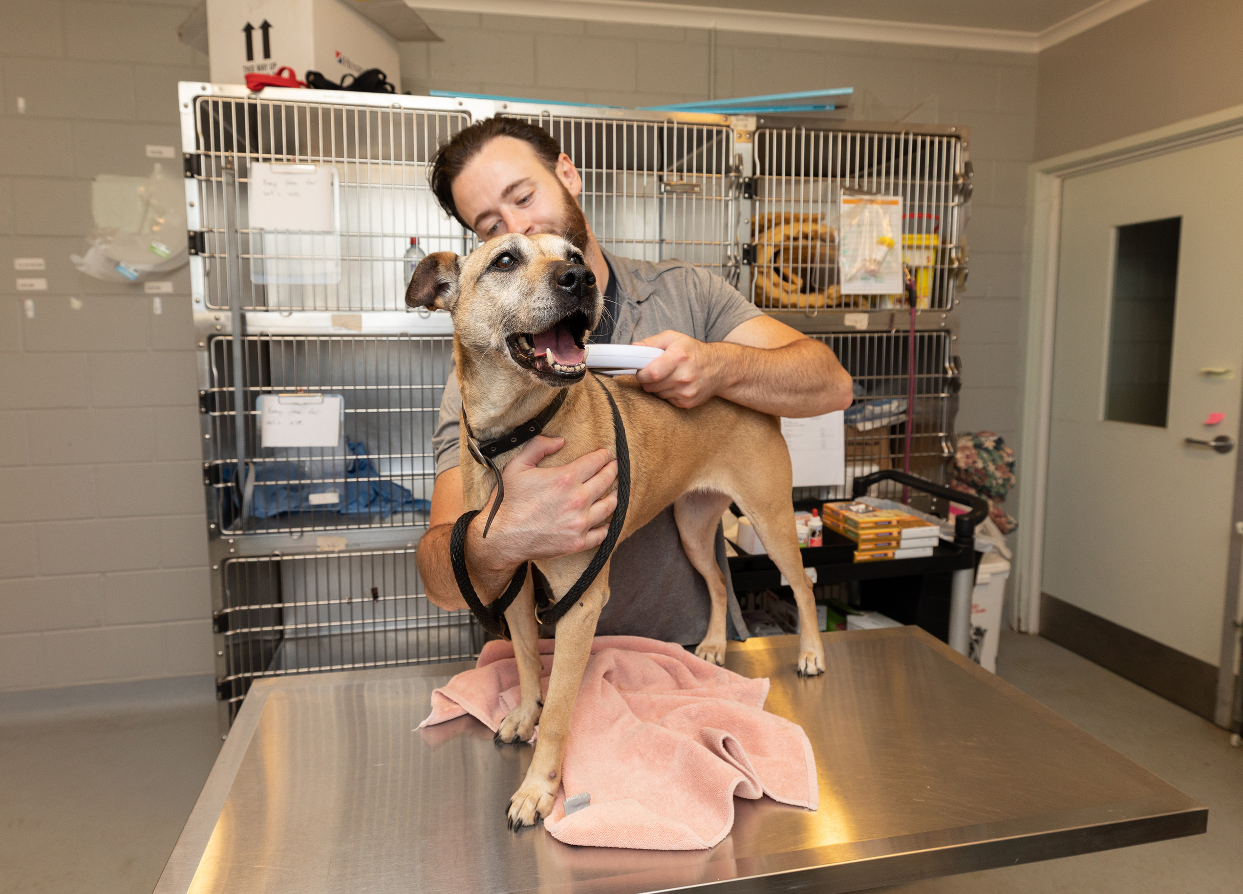 Dog with person at vet/animal shelter