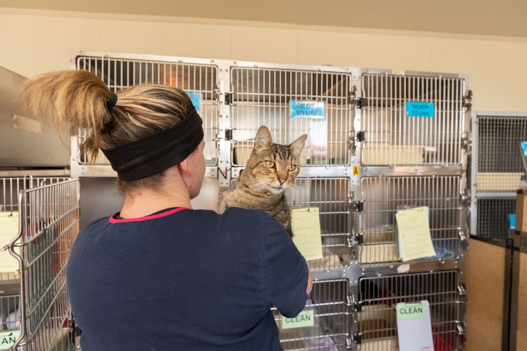 A tabby cat looks over a carer's shoulder at the Ballarat Animal Shelter