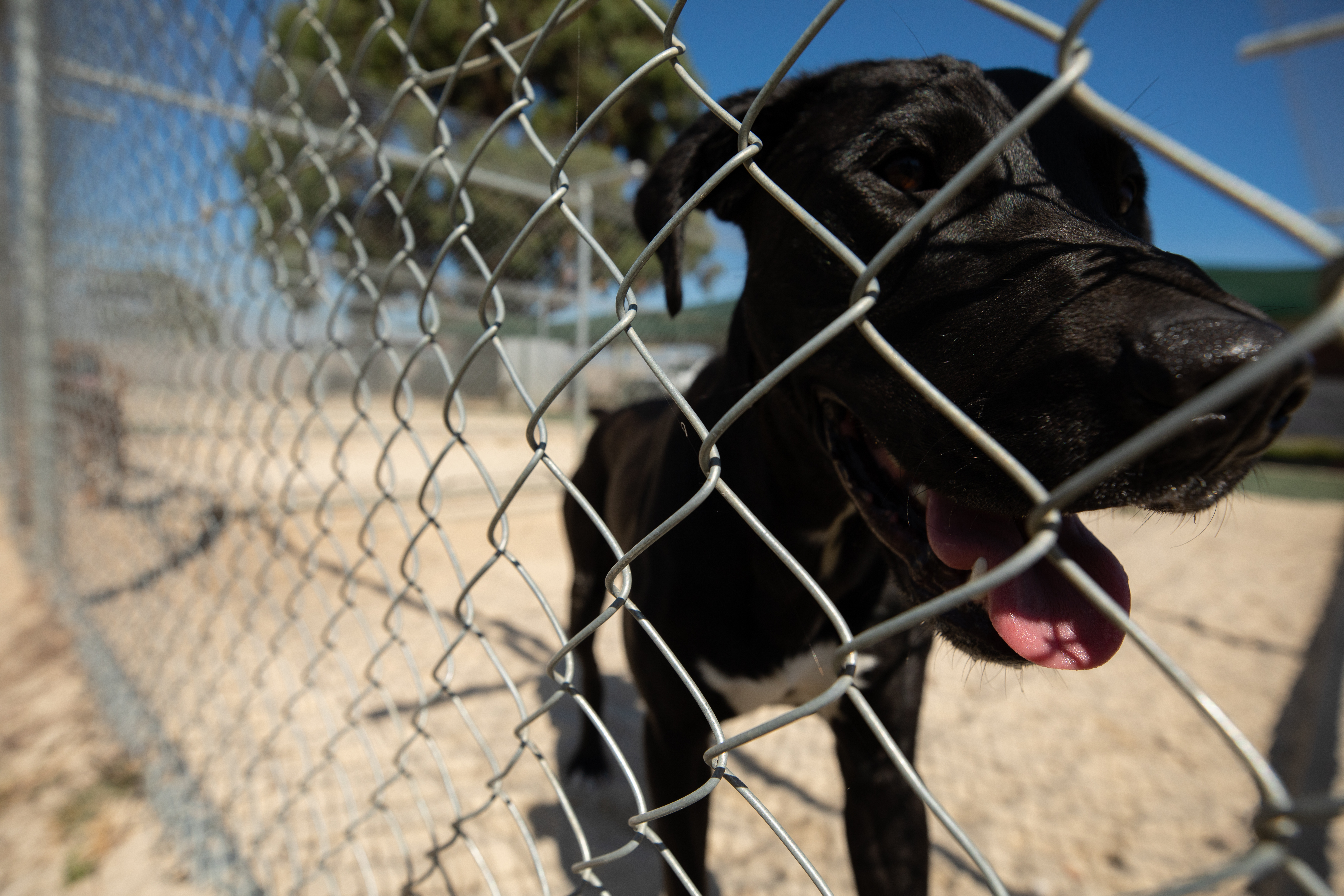 Dog at Ballarat Animal Shelter looking happy through fence