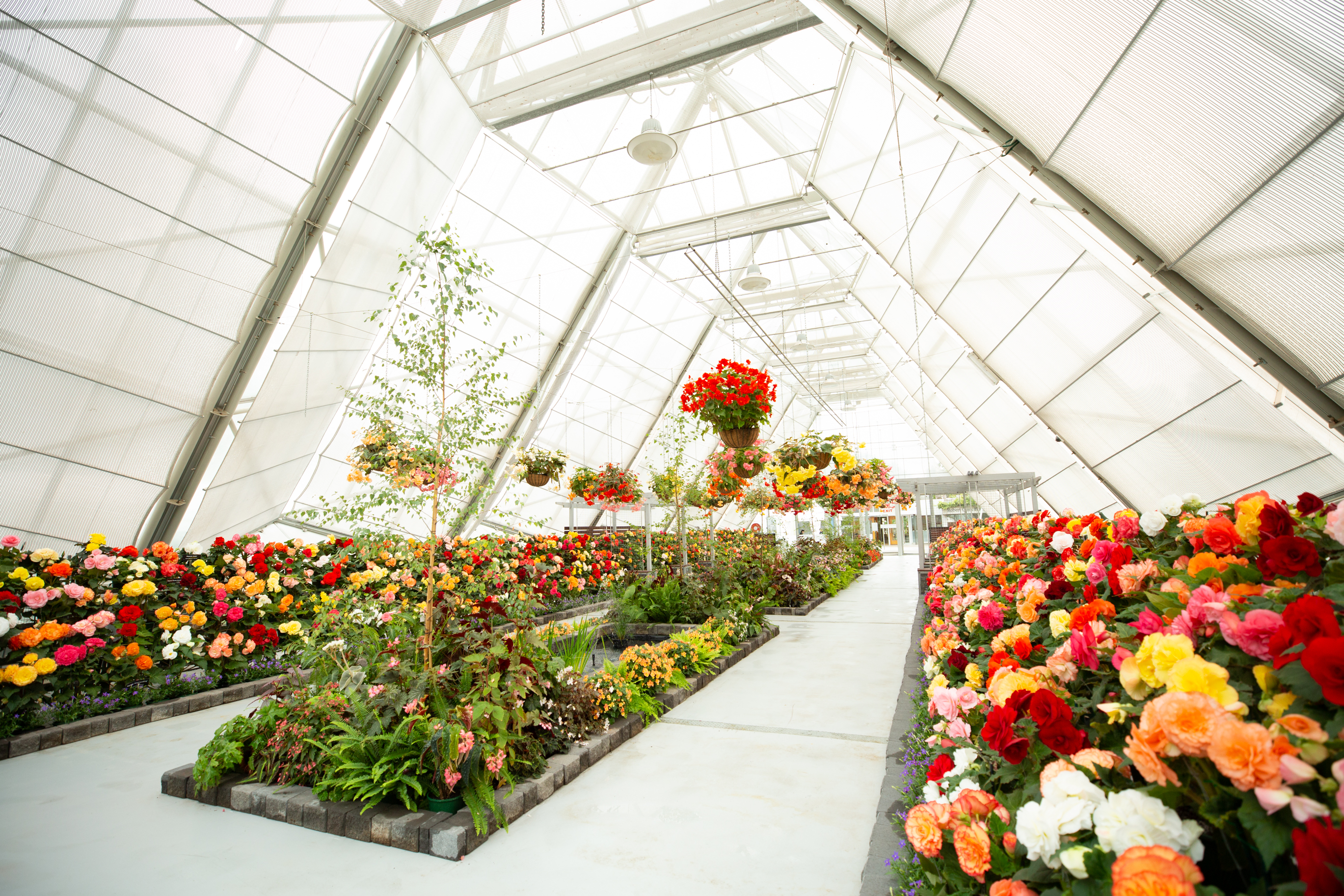 Begonia Festival