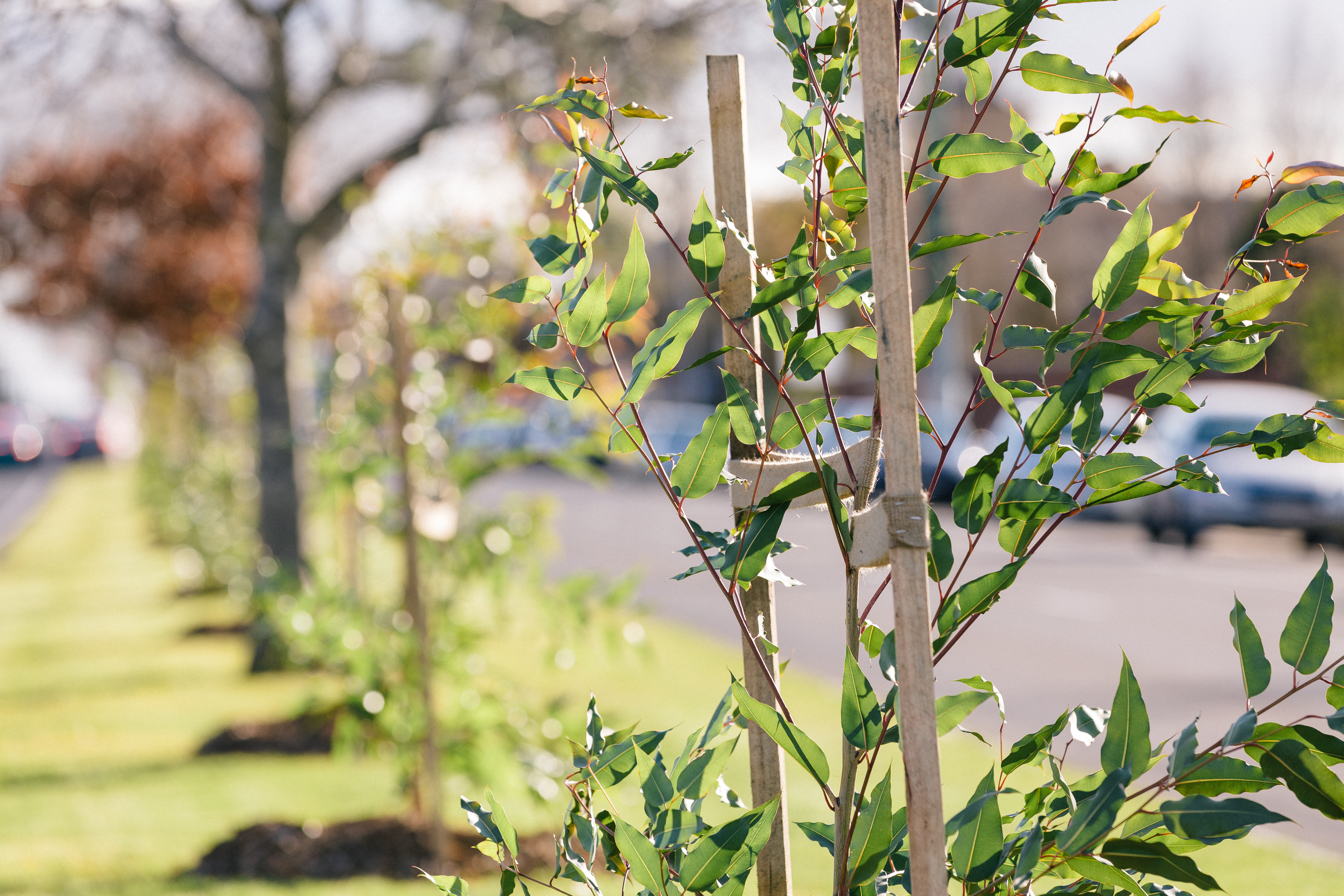 Generic photo trees recently planted along a road