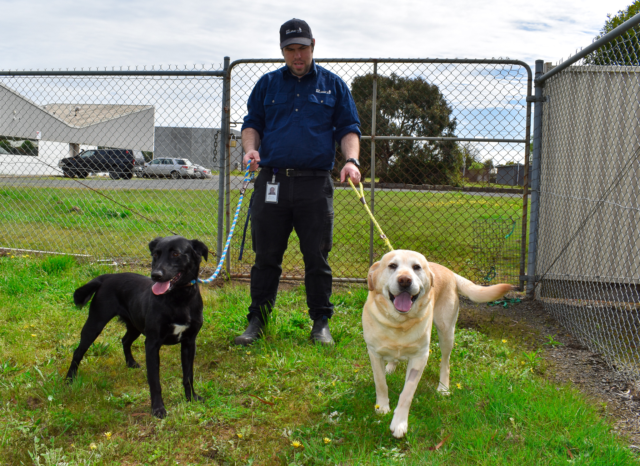 Generic photo animal handler with two dogs