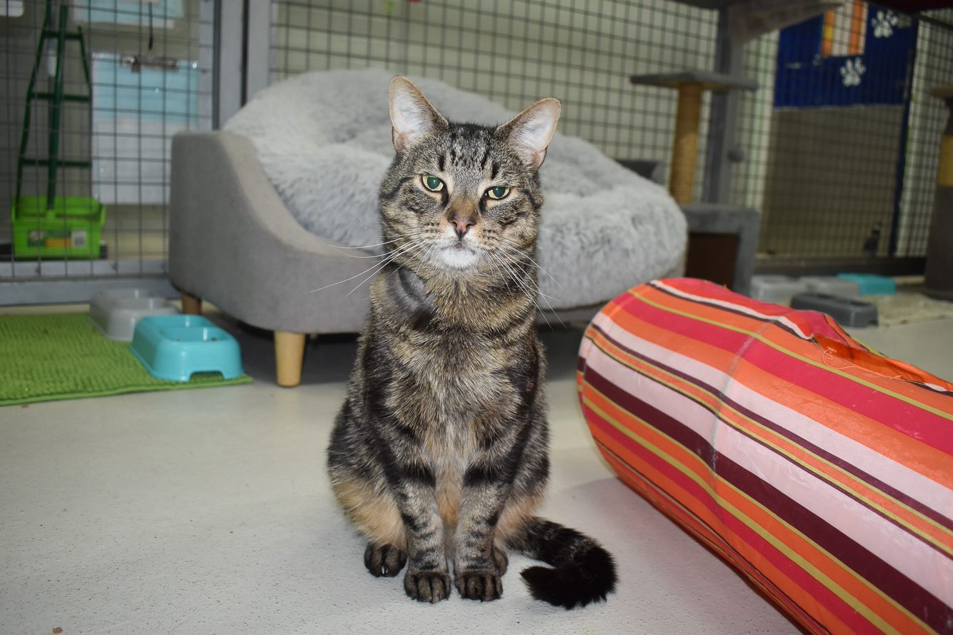 A grey cat sits in front of a grey couch with a red stripey circular cushion next to it.