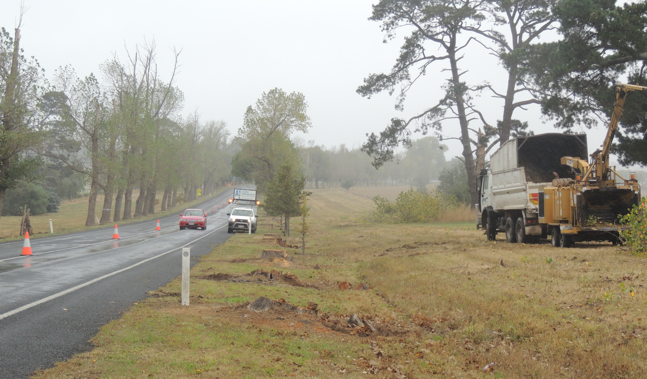 Trees being replaced at the Avenue of Honour