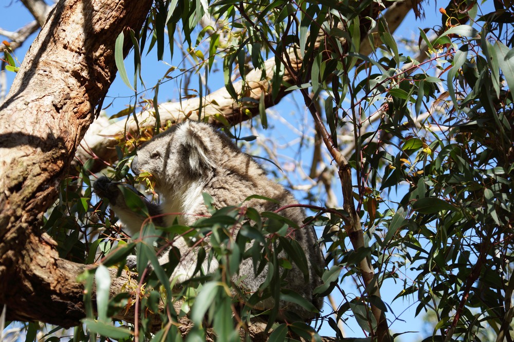 Gum tree with koala eating leaves