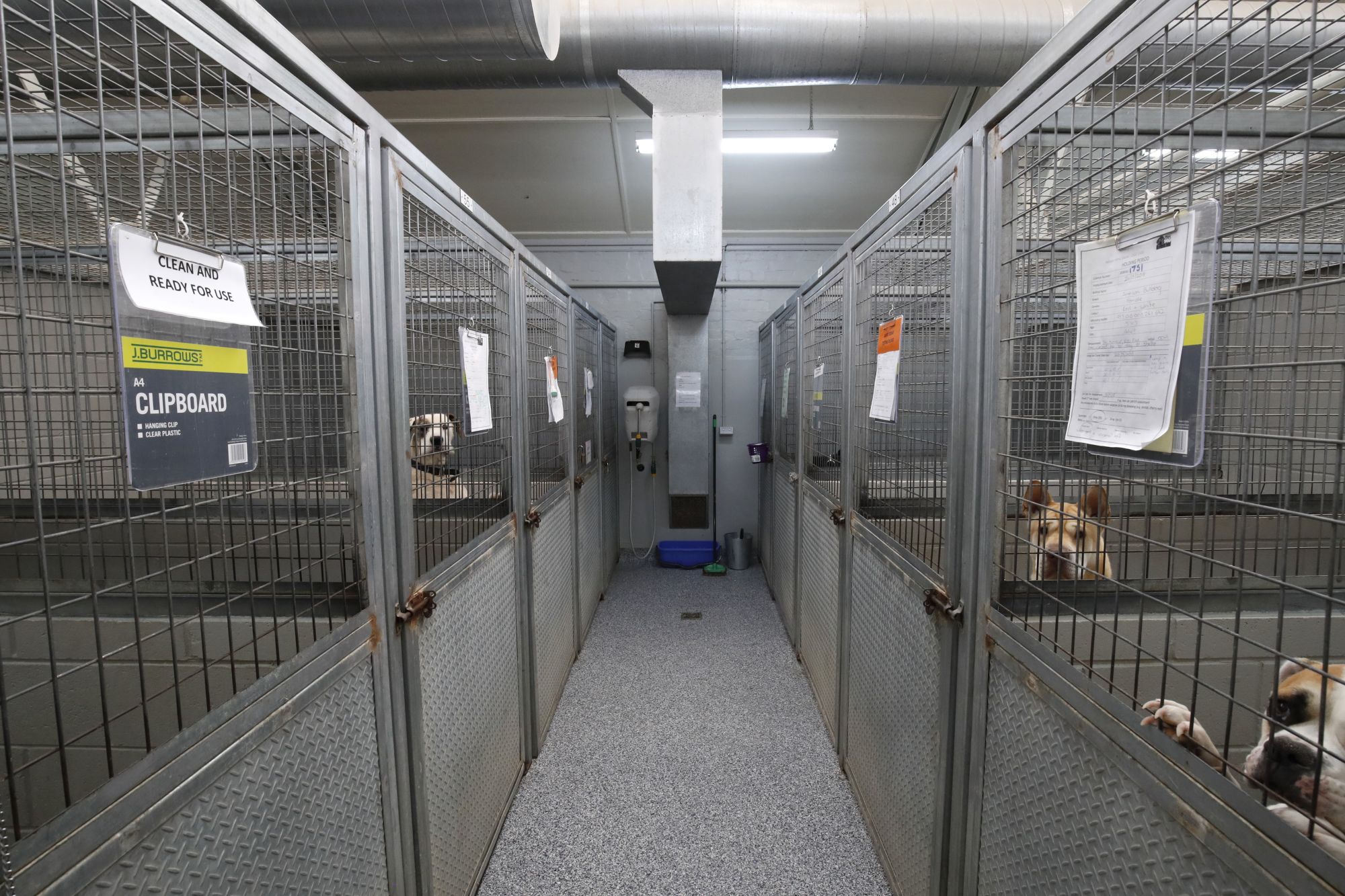 Generic image of interior of the Ballarat Animal Shelter