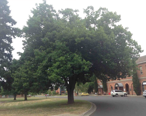 Generic image of large tree