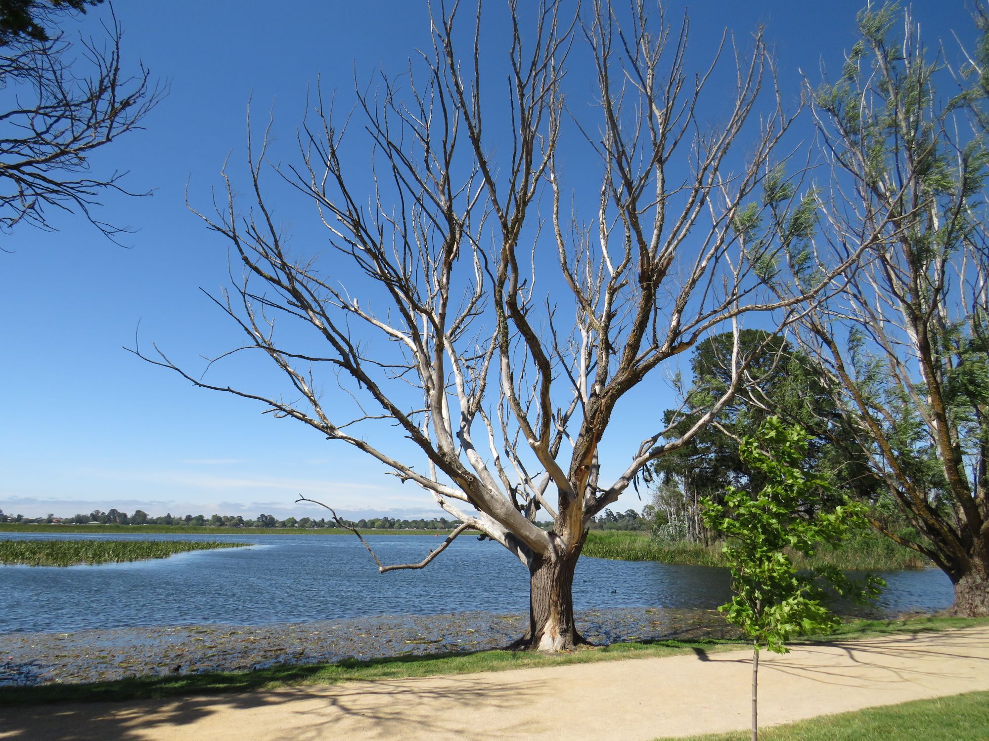 Dead tree on the shore of Lake Wendouree