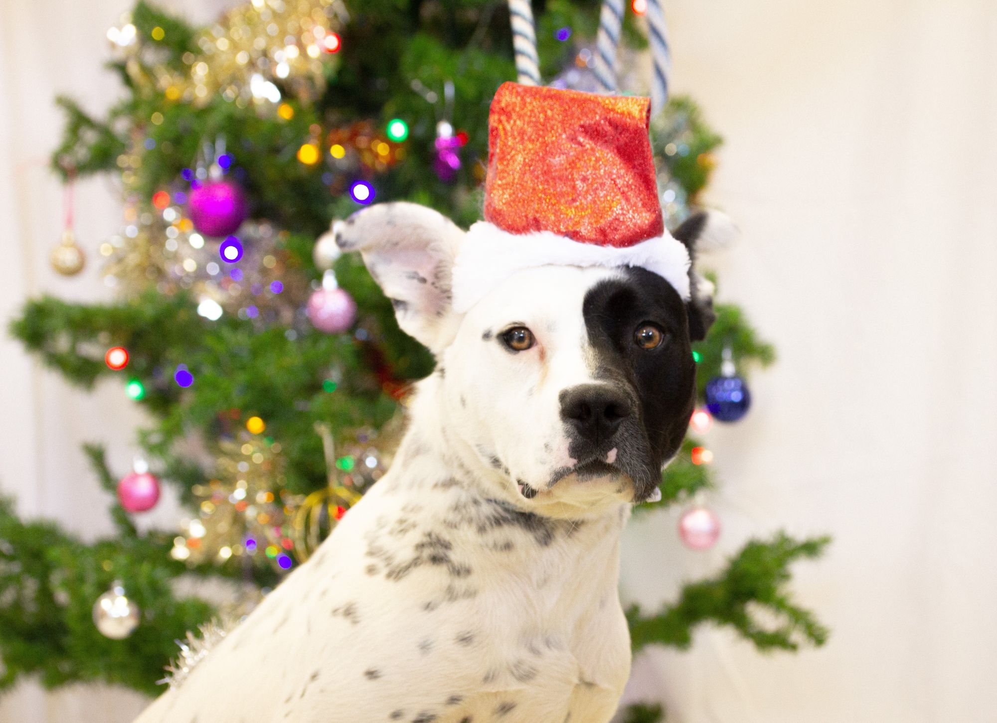 Generic image of a dog at Christmas