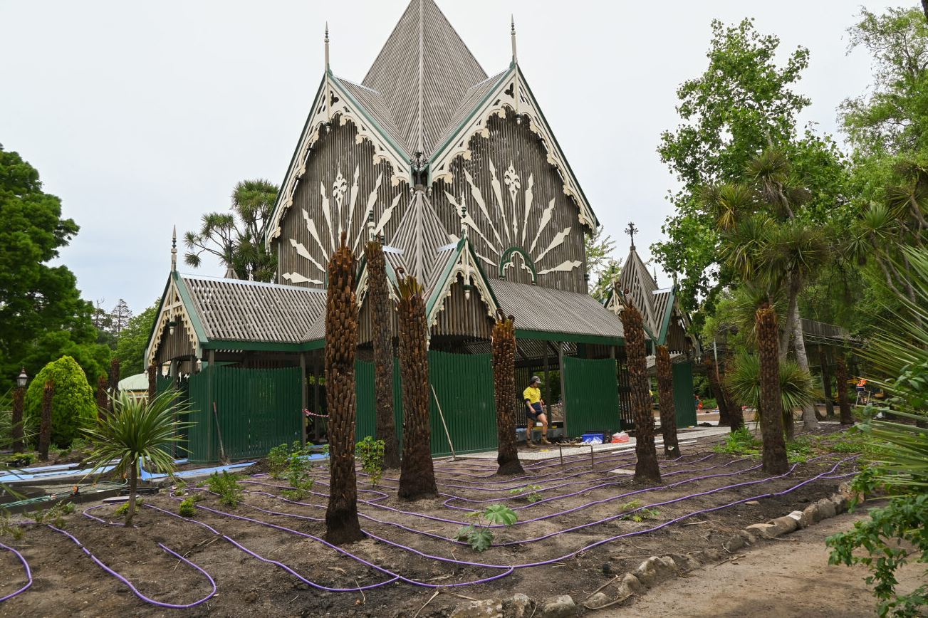 Newly planted tree ferns at the Ballarat Botanical Gardens Fernery