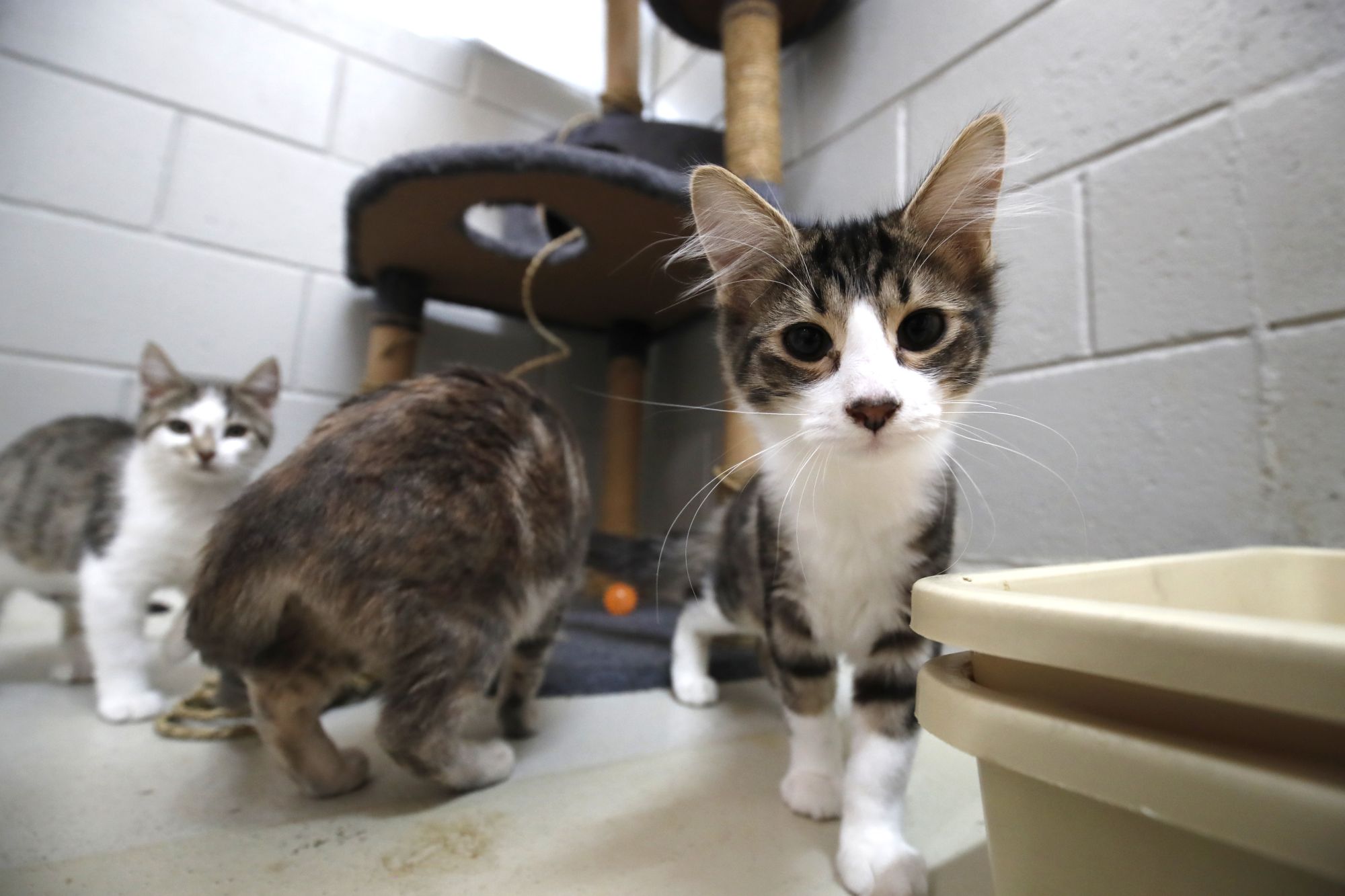 Generic image of cats at the Animal Shelter