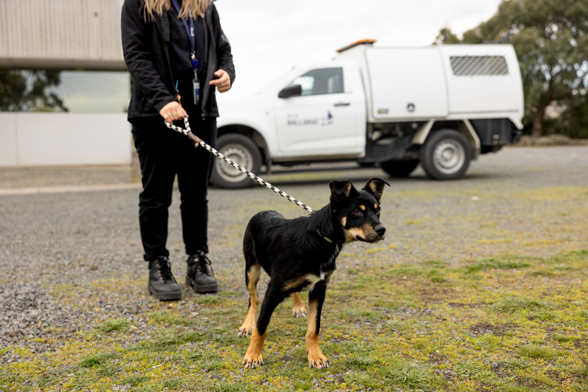 A medium sized black down with brown legs is on a lead, being held by a woman with an animal transport vehicle in the background.