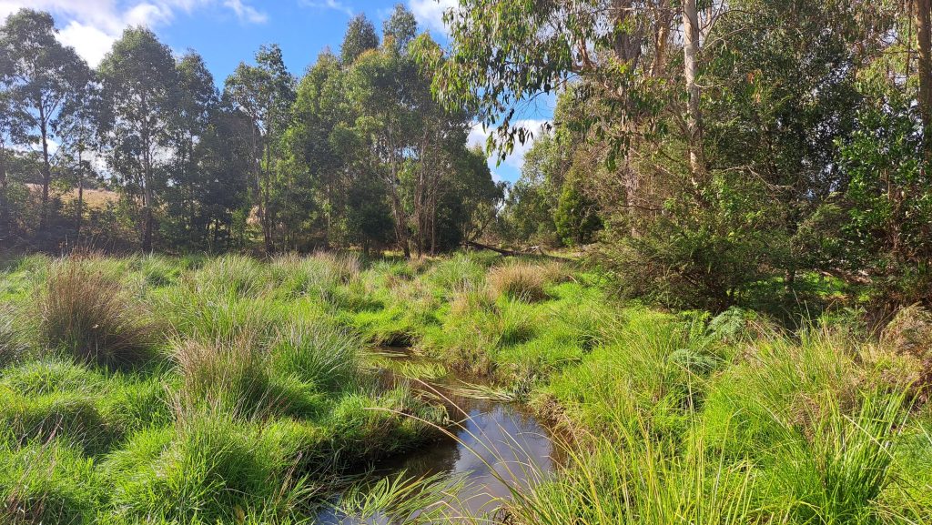 A small waterway surrounded by green wetland grasses with trees in the background.