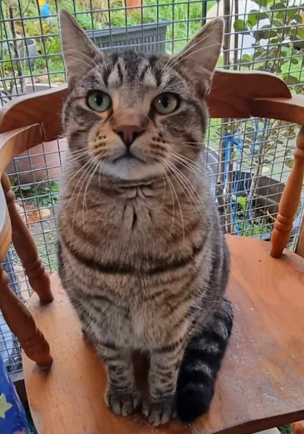 photo of tabby cat sitting on a chair