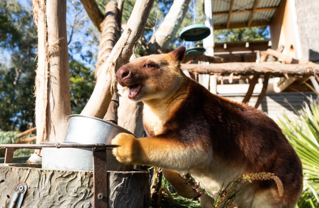 Kombai the tree kangaroo