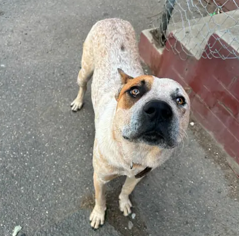 photo of nugget the heeler looking up at the camera, white flecked body with a tan patch over one eye