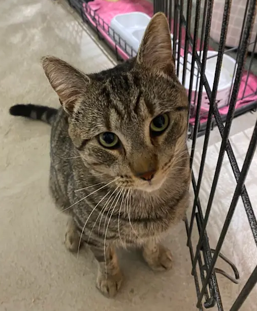 Riggs the tabby cat available for adoption out at the shelter