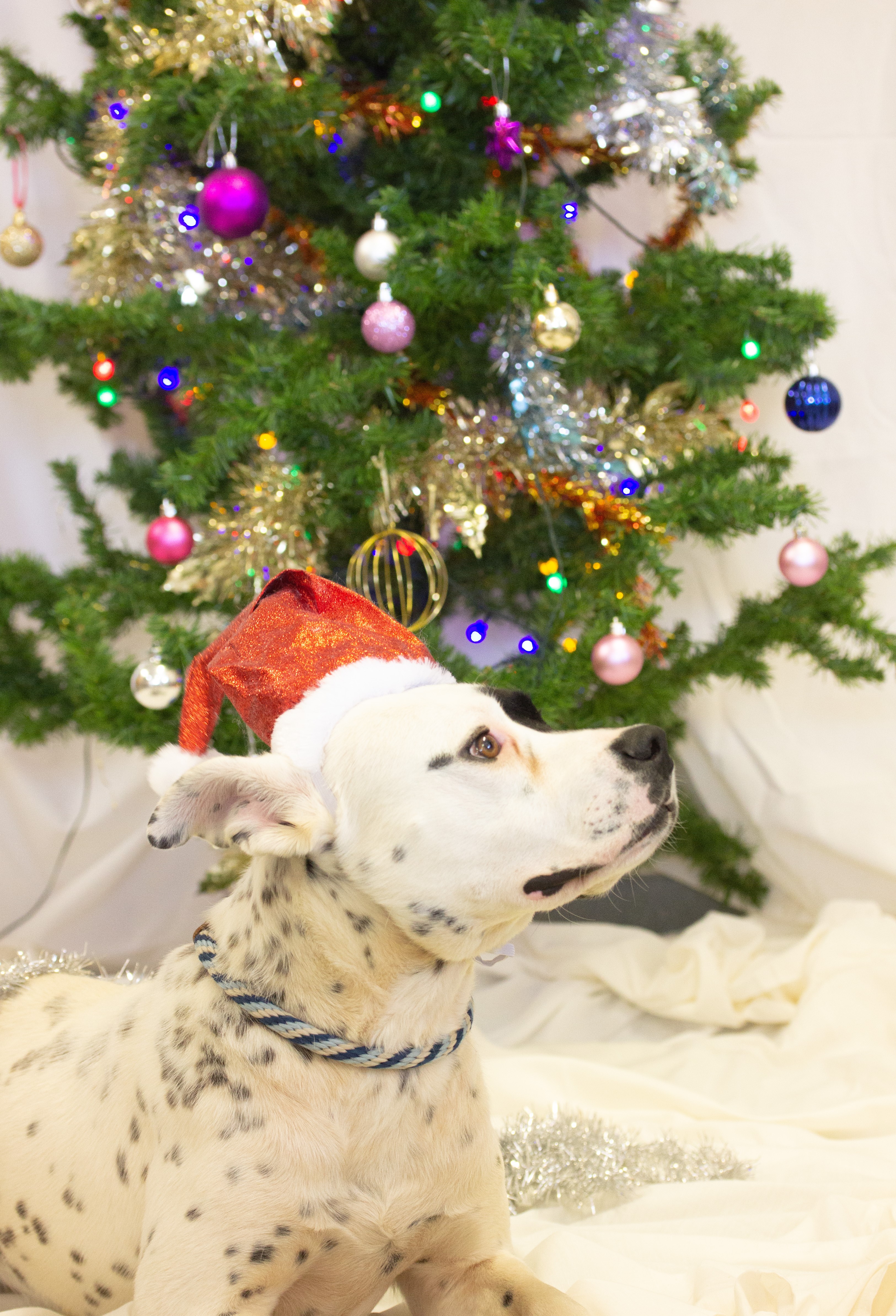 A dog in a Christmas hat in front of a Christmas tree