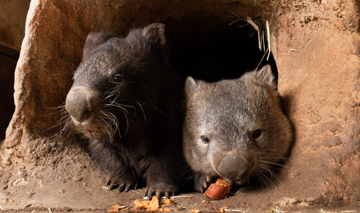 wombats