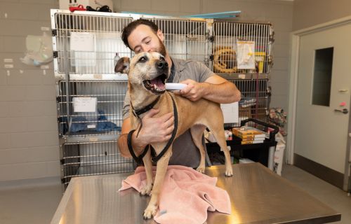 Dog with person at vet/animal shelter