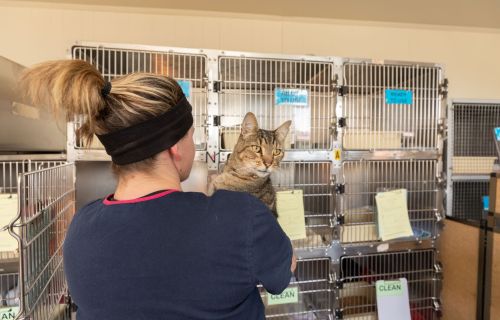 A tabby cat looks over a carer's shoulder at the Ballarat Animal Shelter