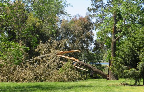 Large trees that were blown down in the botanic gardens