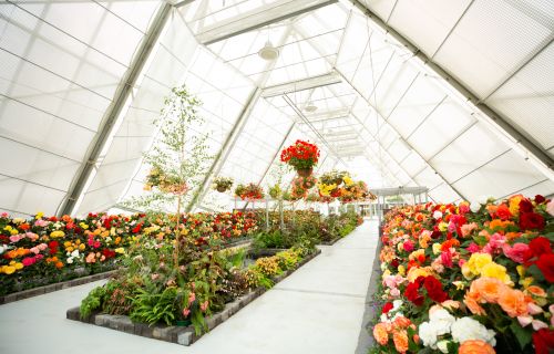 Begonia Festival