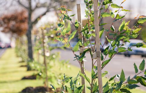 Generic photo trees recently planted along a road