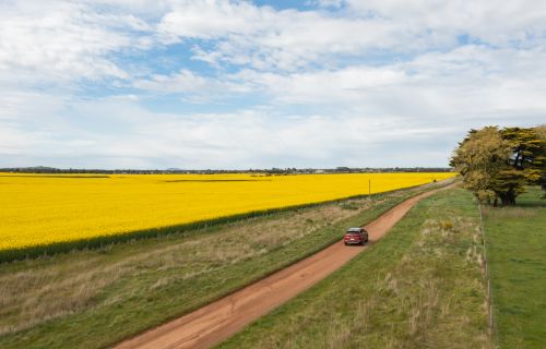 Car driving next to canola field in Ballarat