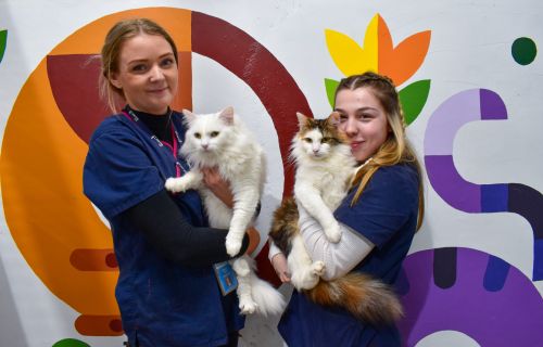 Generic photo of two people holding cats