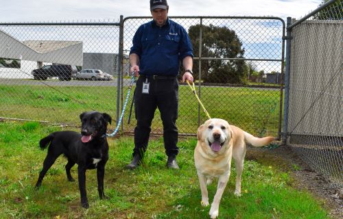 Generic photo animal handler with two dogs