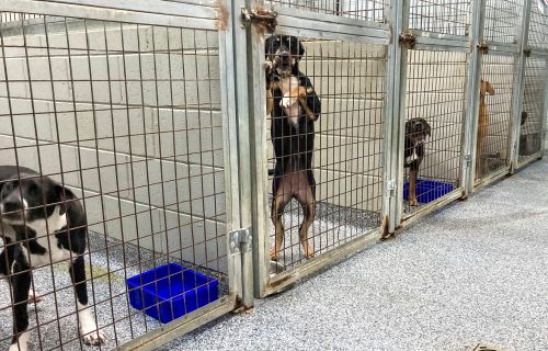 Generic photo dogs in an animal shelter