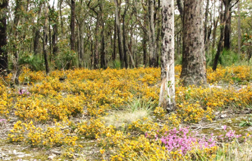 Wildflowers. Image by Jeff Rootes