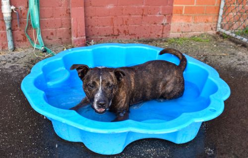 Rosie, a staffy-cross-kelpie available for foster or adoption at the Ballarat animal shelter, lies in a blue, shell-shaped paddle pool which is half filled with water. 