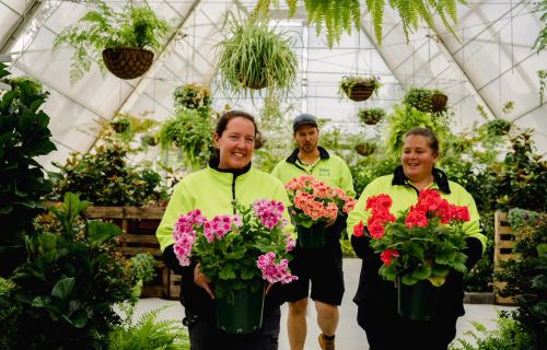 Three people holding pots of begonias walk through a conservatory. 