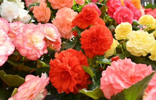 Generic image of colourful begonia flowers