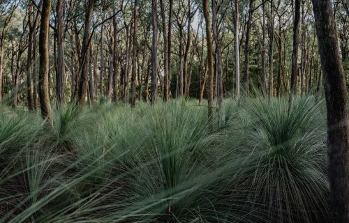 Generic image of bushland in Ballarat