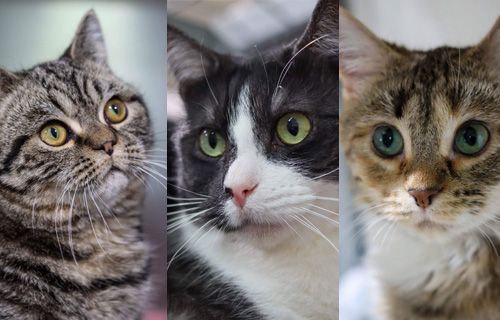 Generic image of cats to be adopted