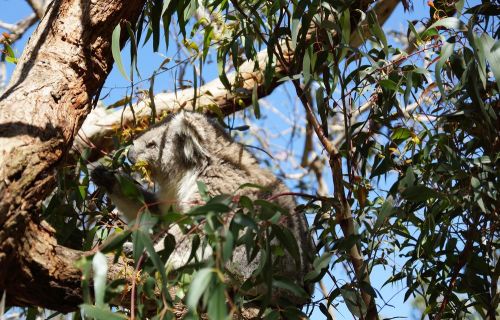 Gum tree with koala eating leaves