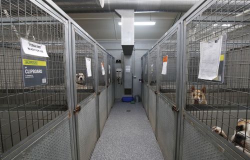 Generic image of interior of the Ballarat Animal Shelter