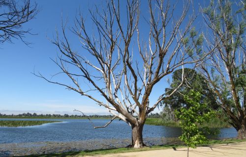Dead tree on the shore of Lake Wendouree