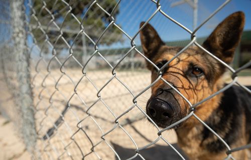 A dog looking through wire fencing