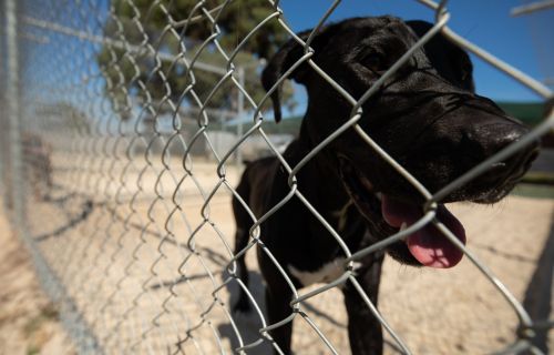 Generic image of dog at Ballarat Animal Shelter