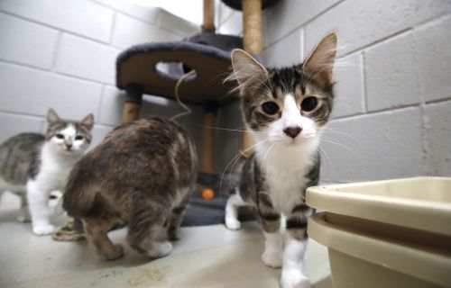 Generic image of cats at the Animal Shelter