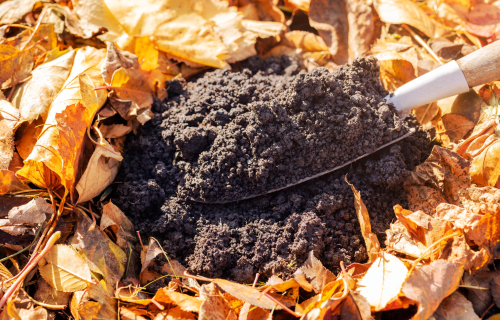 Autumn leaves and compost