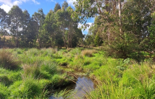 A small waterway surrounded by green wetland grasses with trees in the background.